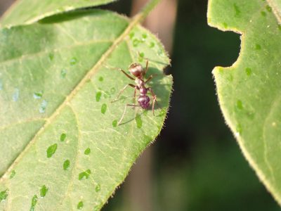 Ant foraging for spotted lanternfly honeydew