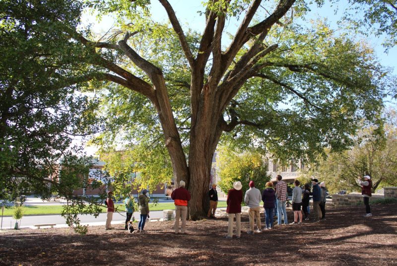 A group of people stand under the leafy boughs of a large tree