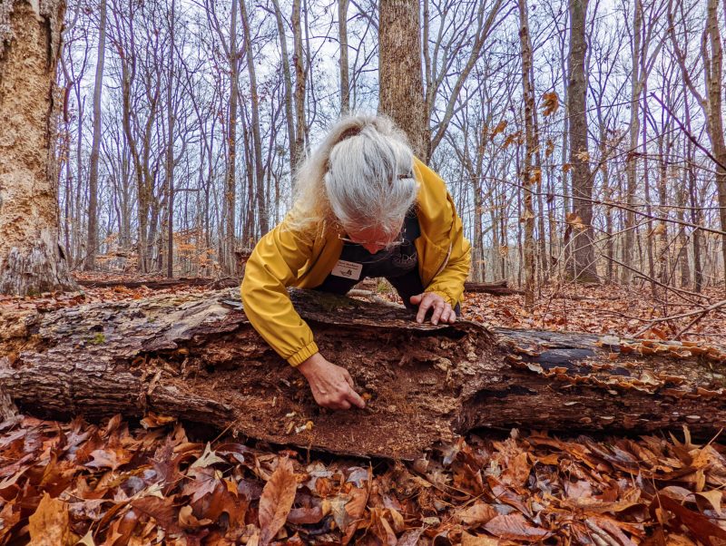 While leading an interpretive walk at Occoneechee State Park, Virginia Master Naturalist volunteer Terri Mewborn points out how rotting logs in a forest provide habitat for other species.  Photo by Alex Qualls, Virginia State Parks.
