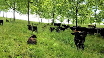 Beef cattle in a black walnut silvopasture at Virginia Tech’s Kentland Farm.